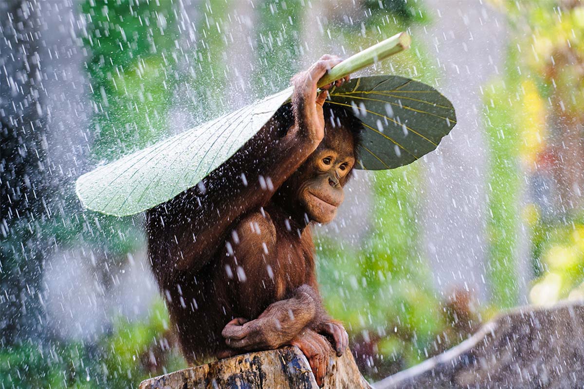 عکس خفن پناه گرفتن  اورانگوتان زیر باران
