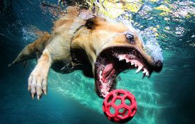 عکس خفن شنای سگ برای گرفتن توپ در زیر آب 